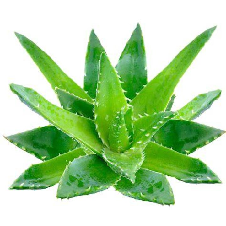 Aloe Vera PNG Pic3 PNG All PNG All