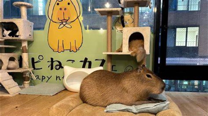 Capybara & Cat Cafe in Japan Tokyo 🐈 Capy Neko Cafe Kichijoji YouTube