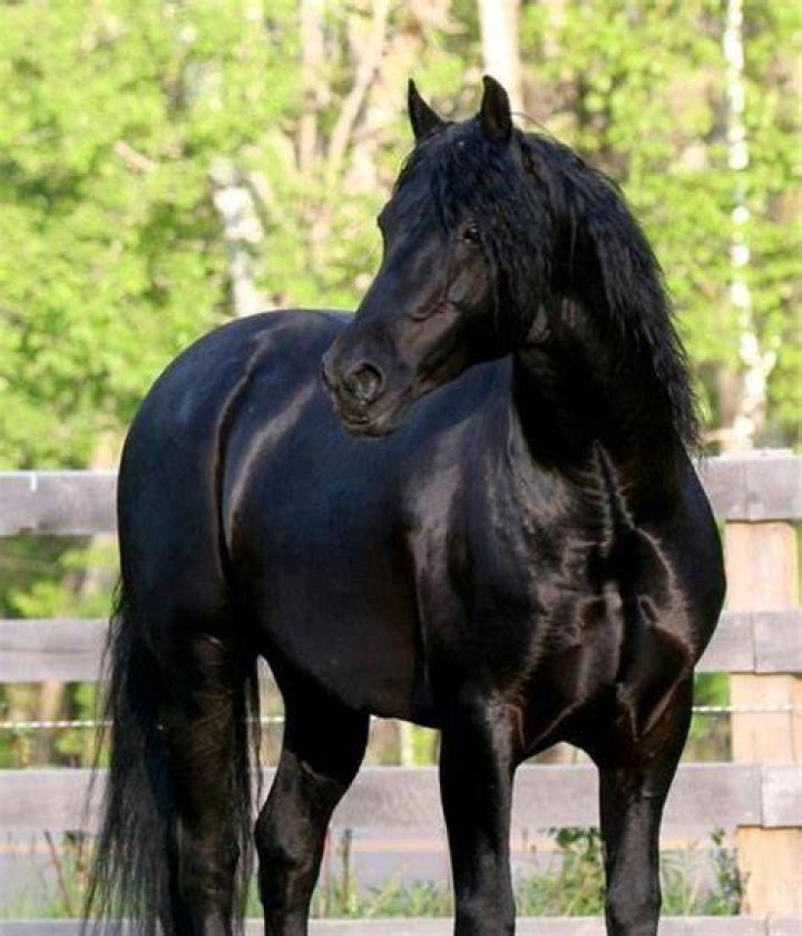Lovely Black Horse All The Pretty Horses, Beautiful Horses, Animals