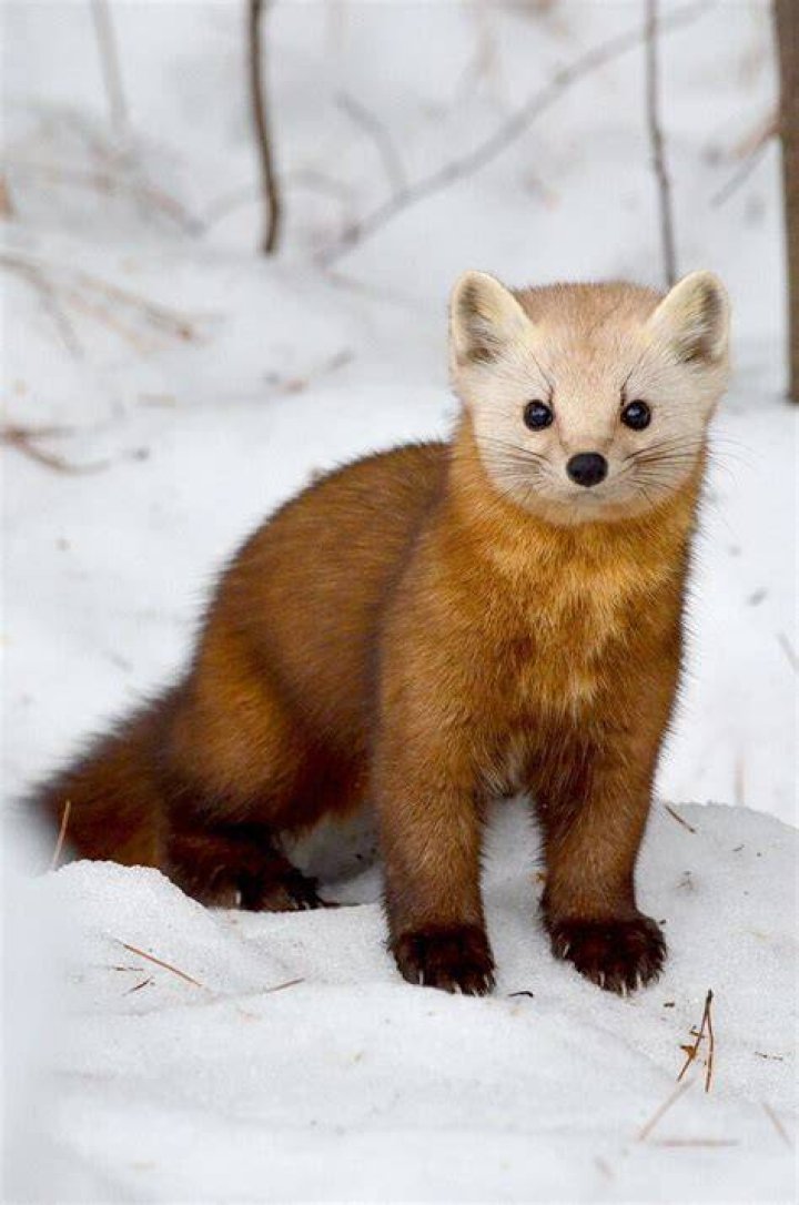 Pine Martens in Algonquin Provincial Park