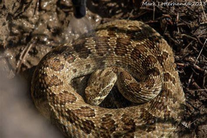 Prairie rattlesnake drinking water My good friend Sheri of&hellip; Flickr