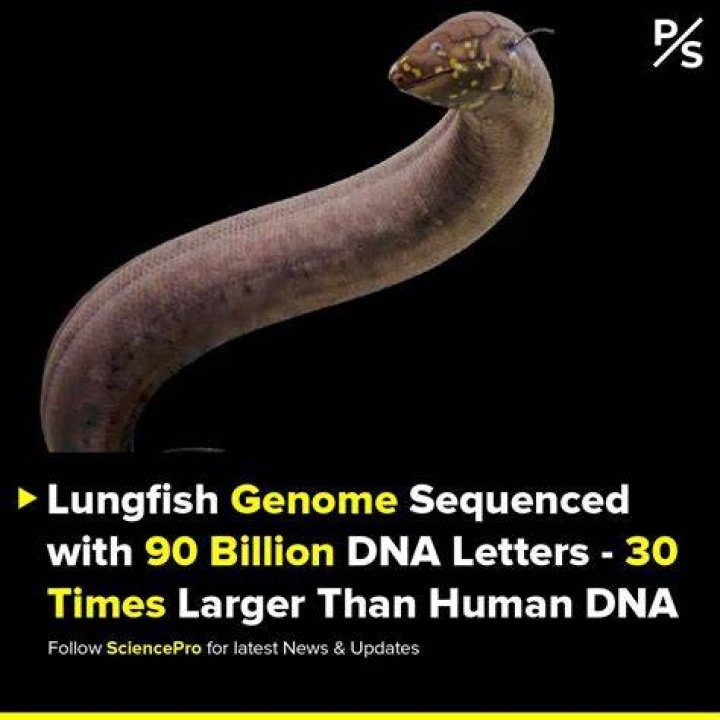 The largest genome ever Decoding the Axolotl HITS gGmbH